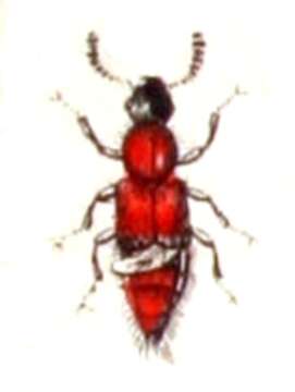 Image of Rove beetle