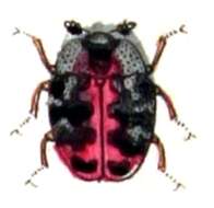 Image of carpet beetle