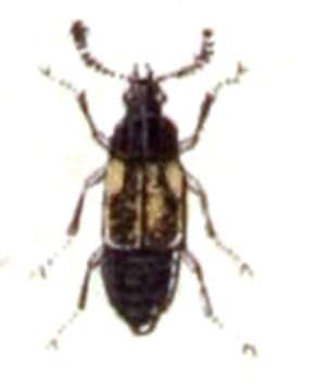 Omalium rivulare (Paykull 1789)的圖片