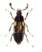 Image of Ocillate rove beetle