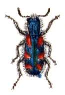 Image of Trichodes favarius