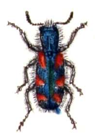 Image of Trichodes favarius