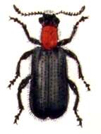 Image of Tillus elongatus
