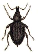 Image of lovage weevil