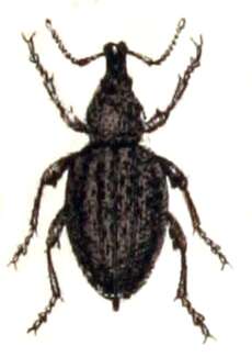 Image of lovage weevil