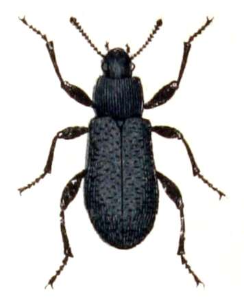 Image of Roughened Darkling Beetle