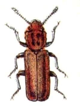 Image of Pediacus depressus (Herbst 1797)