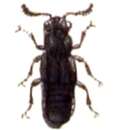 Image of Rove beetle