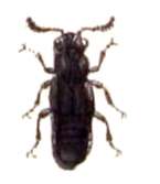 Image of Rove beetle