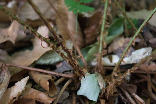 Image of marginal woodfern