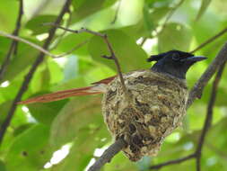 Image of Asian Paradise-Flycatcher