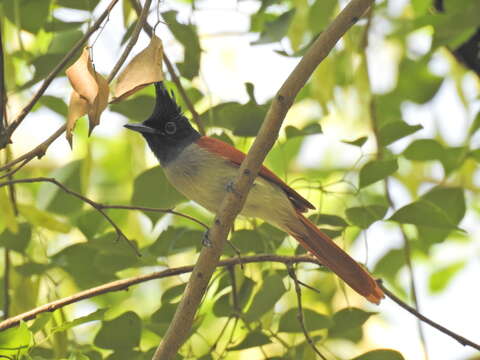 Image of Asian Paradise-Flycatcher