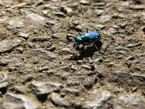 Sivun Tetracha carolina kuva