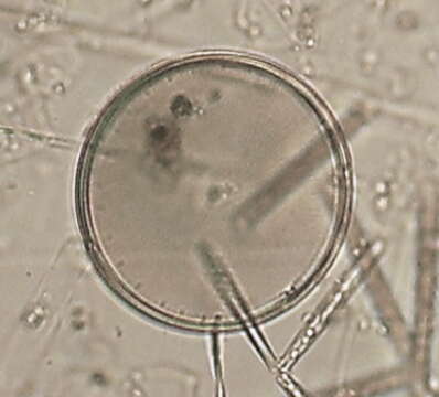 Image of Coscinodiscaceae