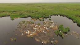 Image of Dalmatian Pelican