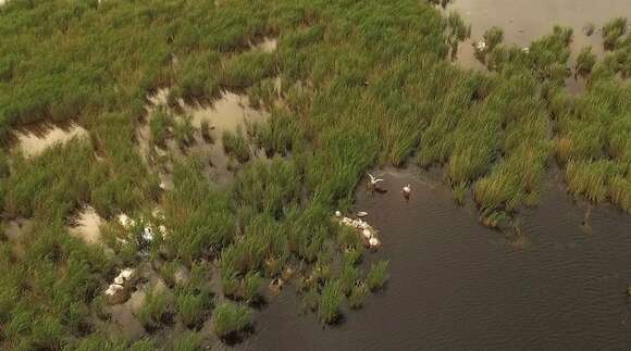 Image of Dalmatian Pelican