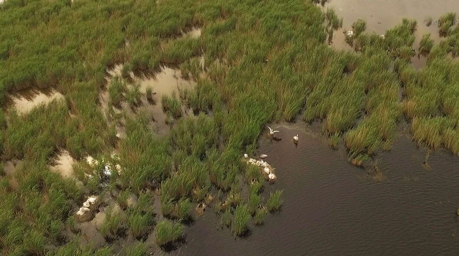 Image of Dalmatian Pelican