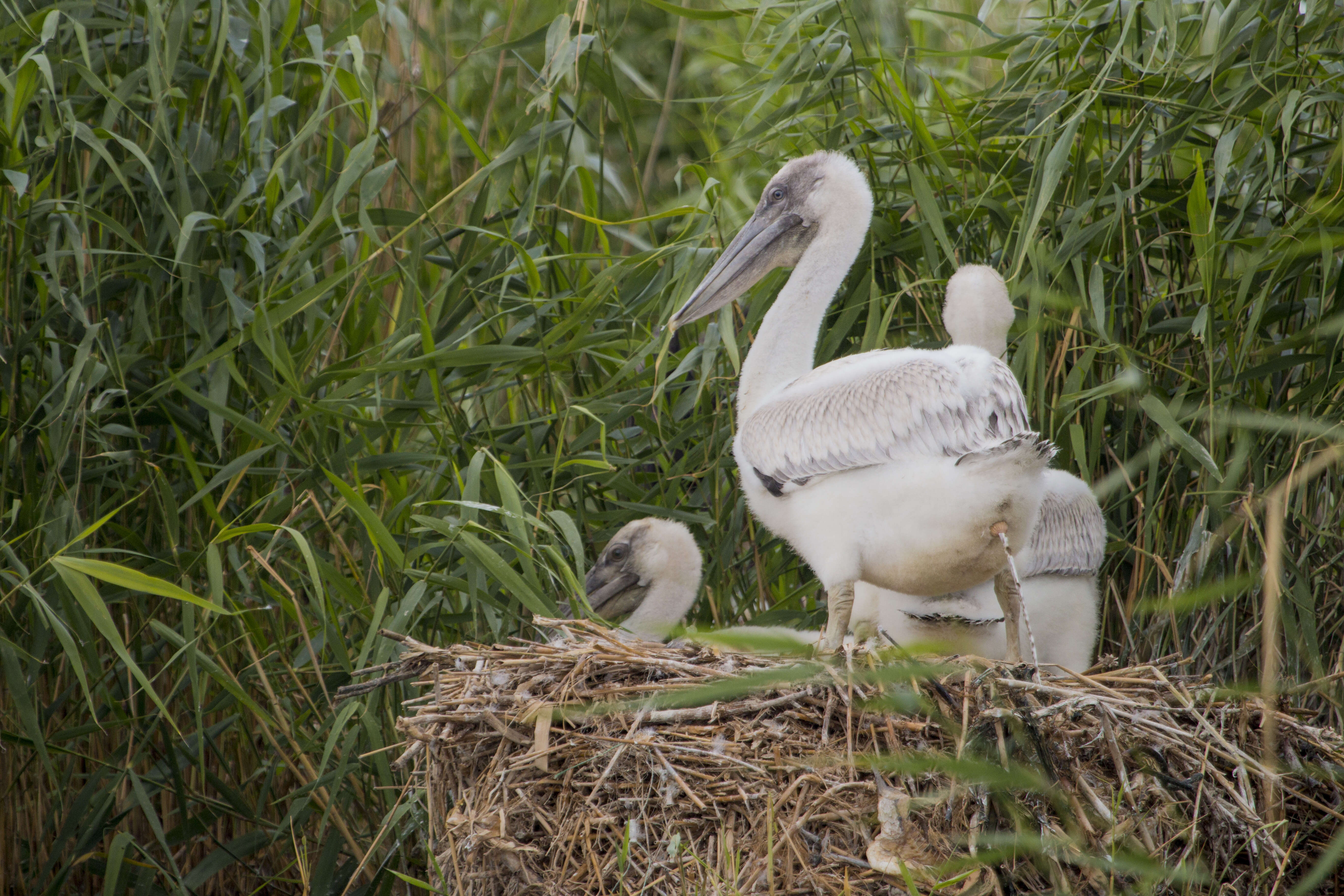 Image of Dalmatian Pelican