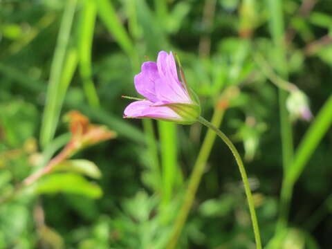 Imagem de Geranium columbinum L.