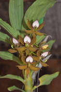 Cycnoches haagii Barb. Rodr.的圖片