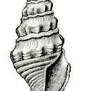 Image de Turricula aethiopica (Thiele 1925)