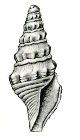 Image of Turricula aethiopica (Thiele 1925)