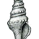 Image of Turricula gemmulaeformis (Thiele 1925)