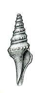 Image of Turricula gemmulaeformis (Thiele 1925)