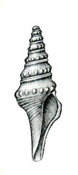 Image of Turricula gemmulaeformis (Thiele 1925)