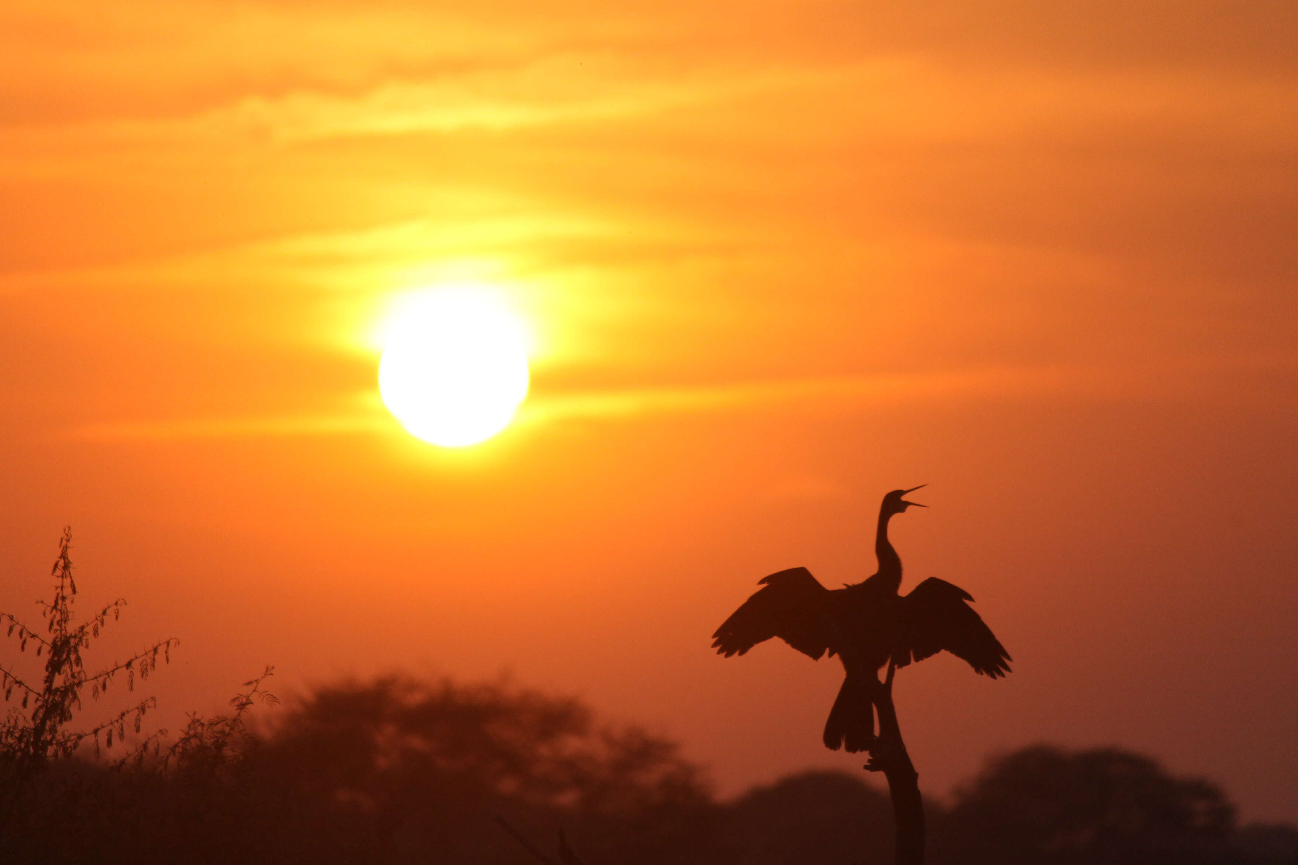 Image of Oriental Darter