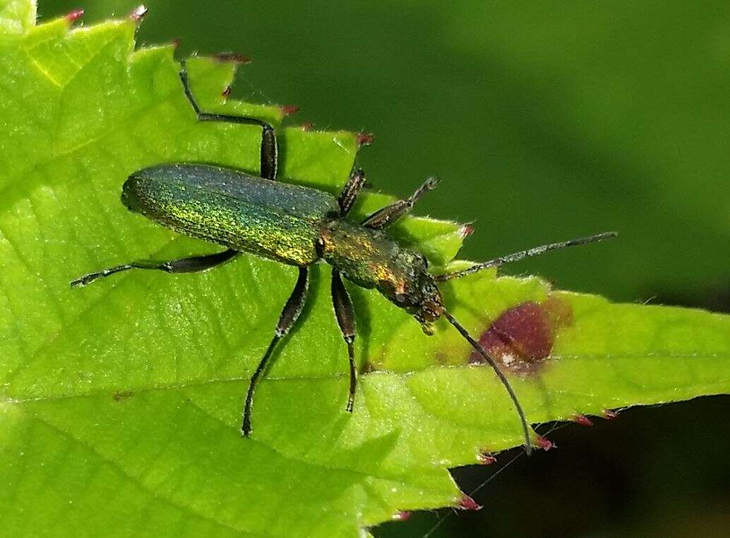 Image of Chrysanthia viridissima