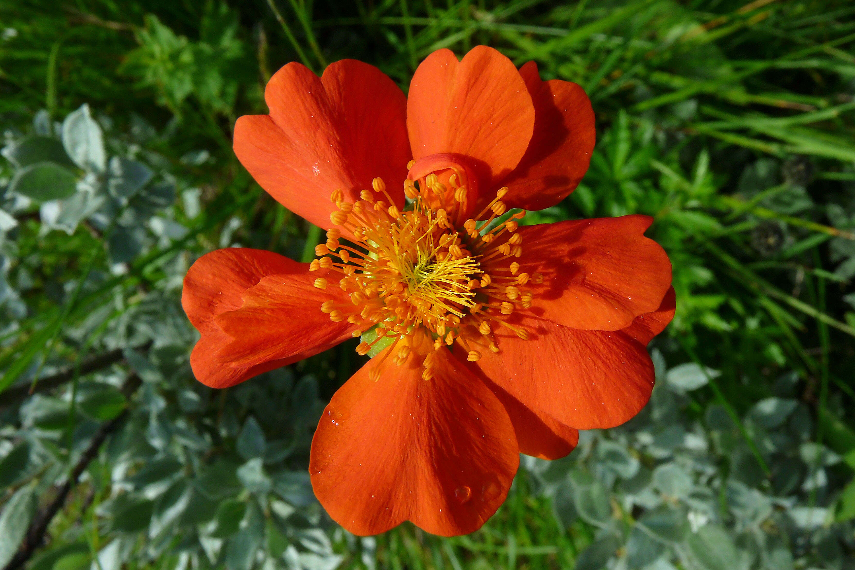 Image of Geum coccineum Sibth. & Sm.