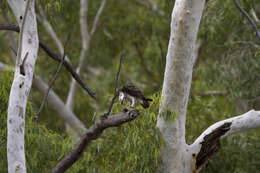 Image of Eastern Osprey