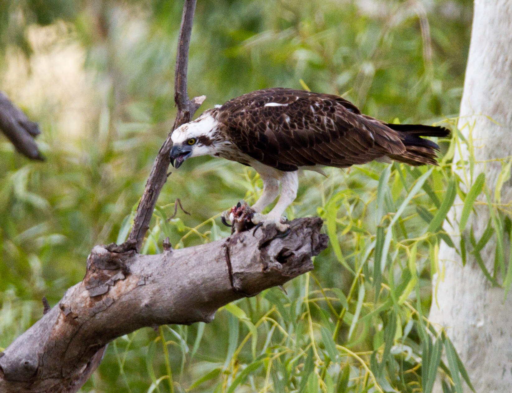 Image of Eastern Osprey