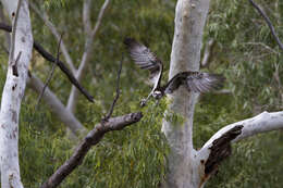 Image of Eastern Osprey