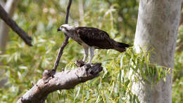 Image of Eastern Osprey