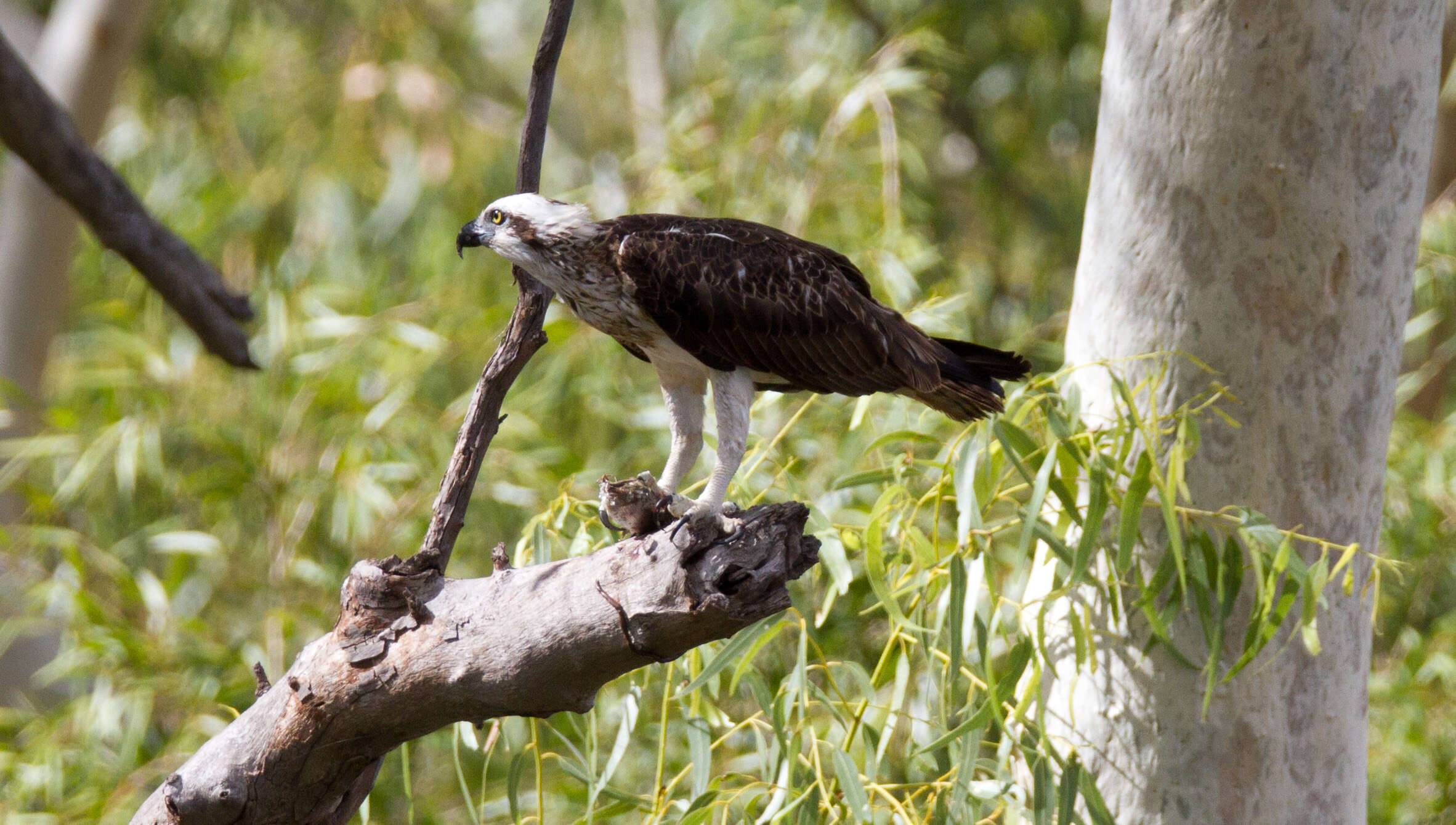 Image of Eastern Osprey