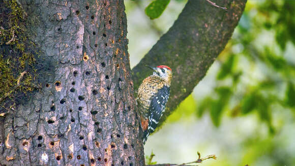 Image of Fulvous-breasted Woodpecker