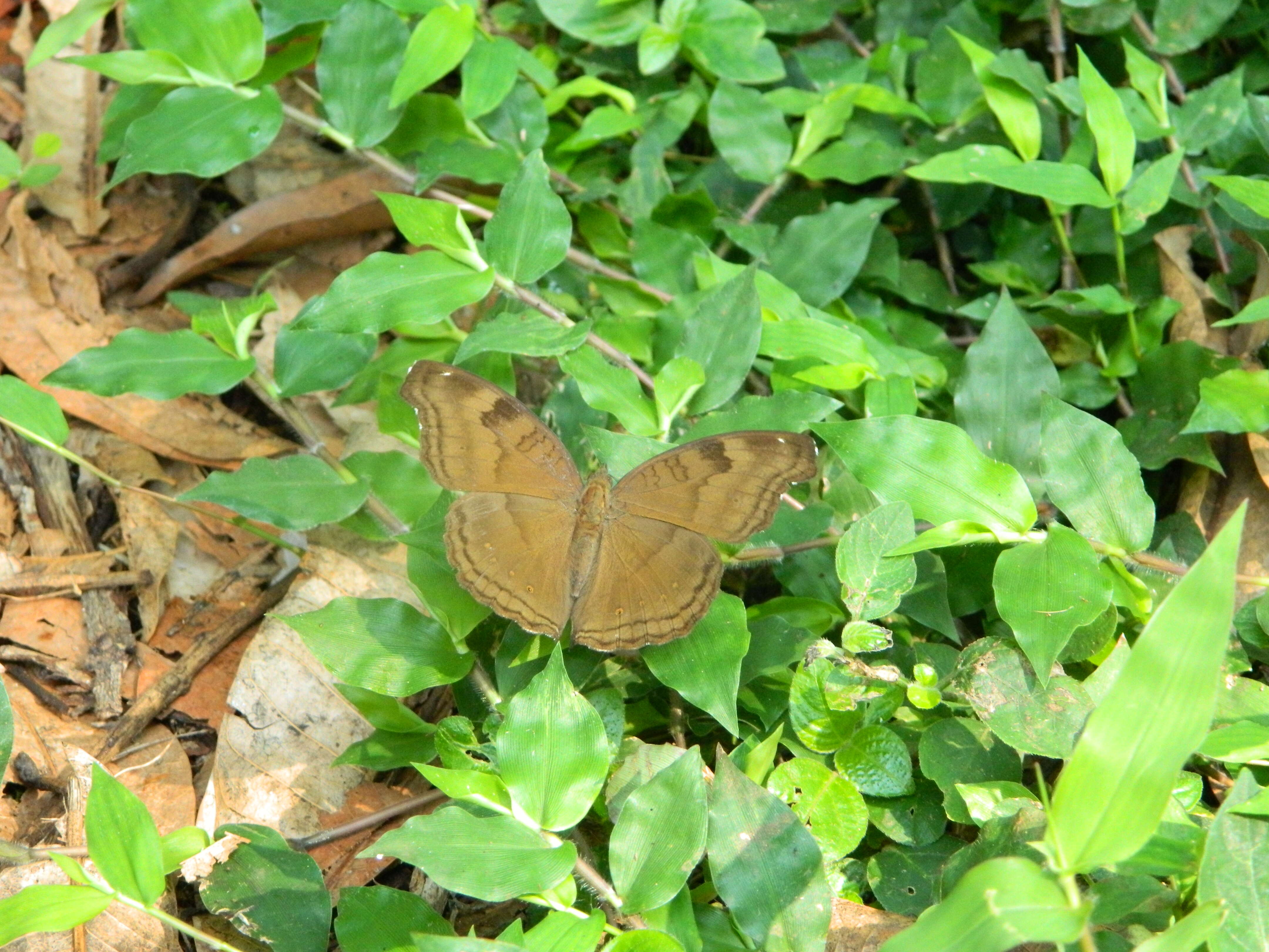 Image of chocolate pansy