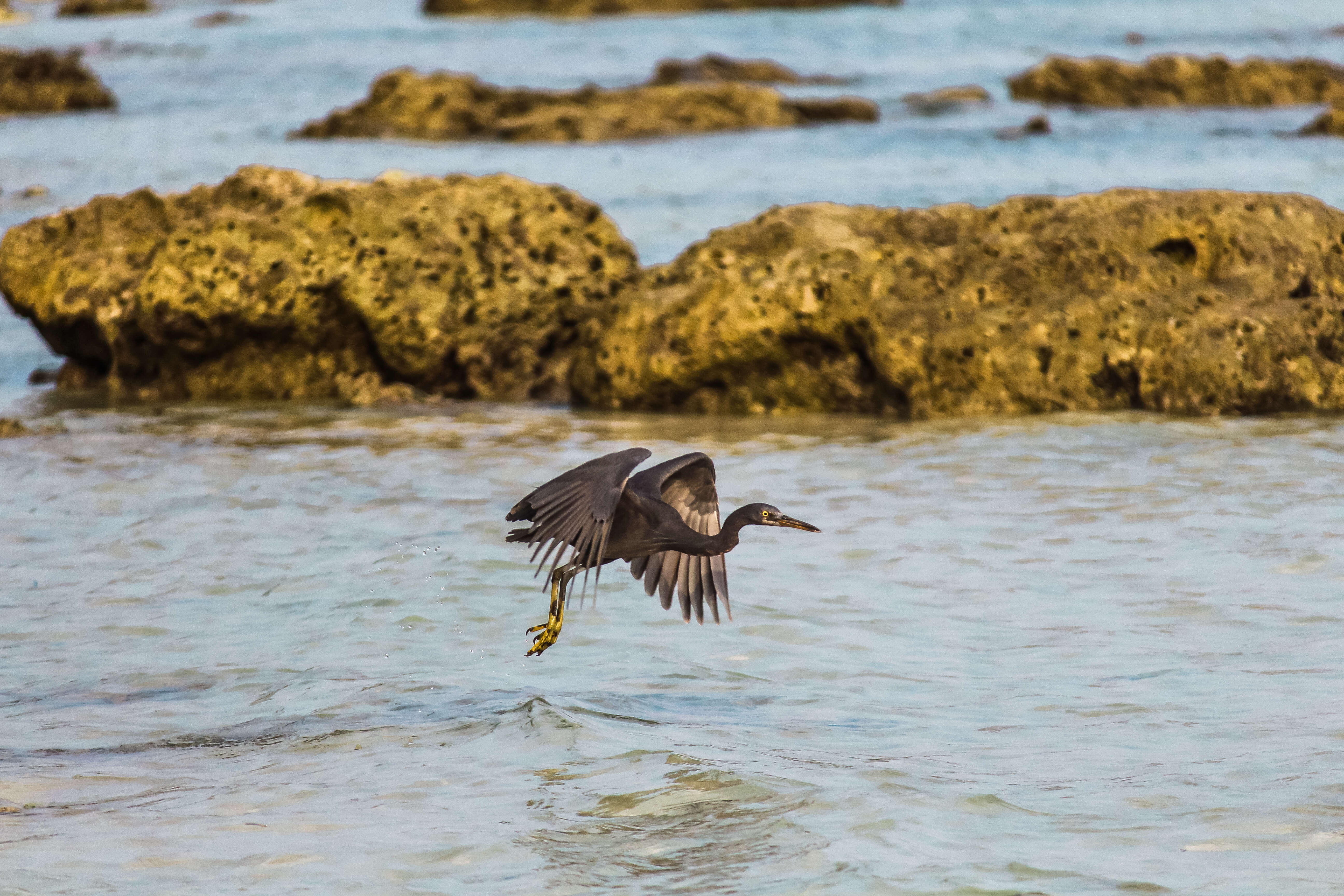 Image de Aigrette sacrée