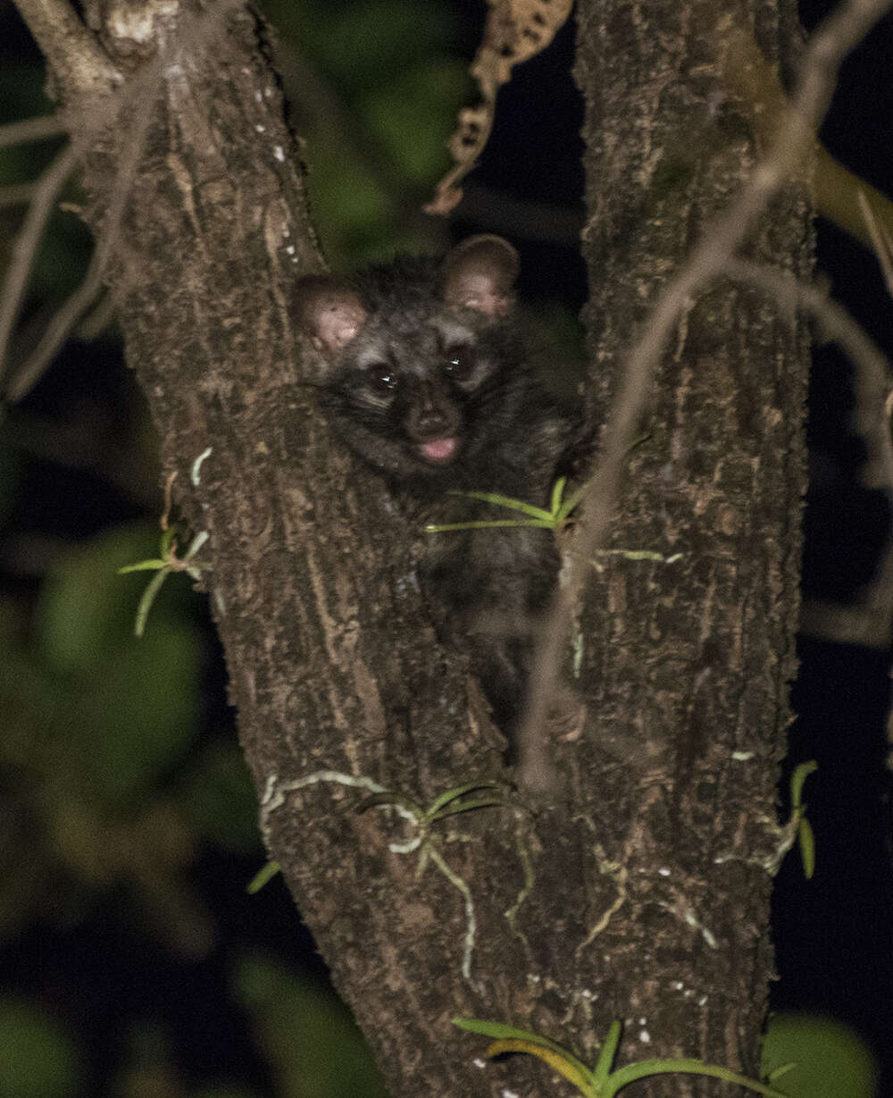 Image of Common palm civet