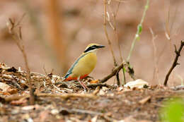 Plancia ëd Pitta brachyura (Linnaeus 1766)