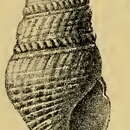 Image of Turricula navarchus (Melvill & Standen 1903)