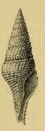 Image of Turricula navarchus (Melvill & Standen 1903)