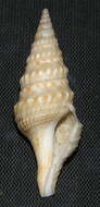 Image of Turricula nelliae (E. A. Smith 1877)