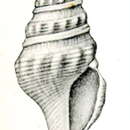 Image of Turricula sumatrana (Thiele 1925)