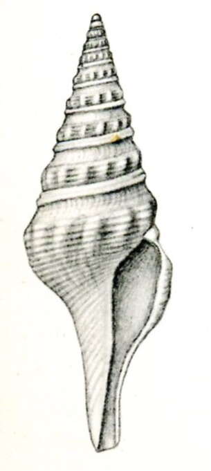 Image of Turricula sumatrana (Thiele 1925)