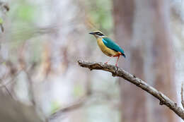 Plancia ëd Pitta brachyura (Linnaeus 1766)