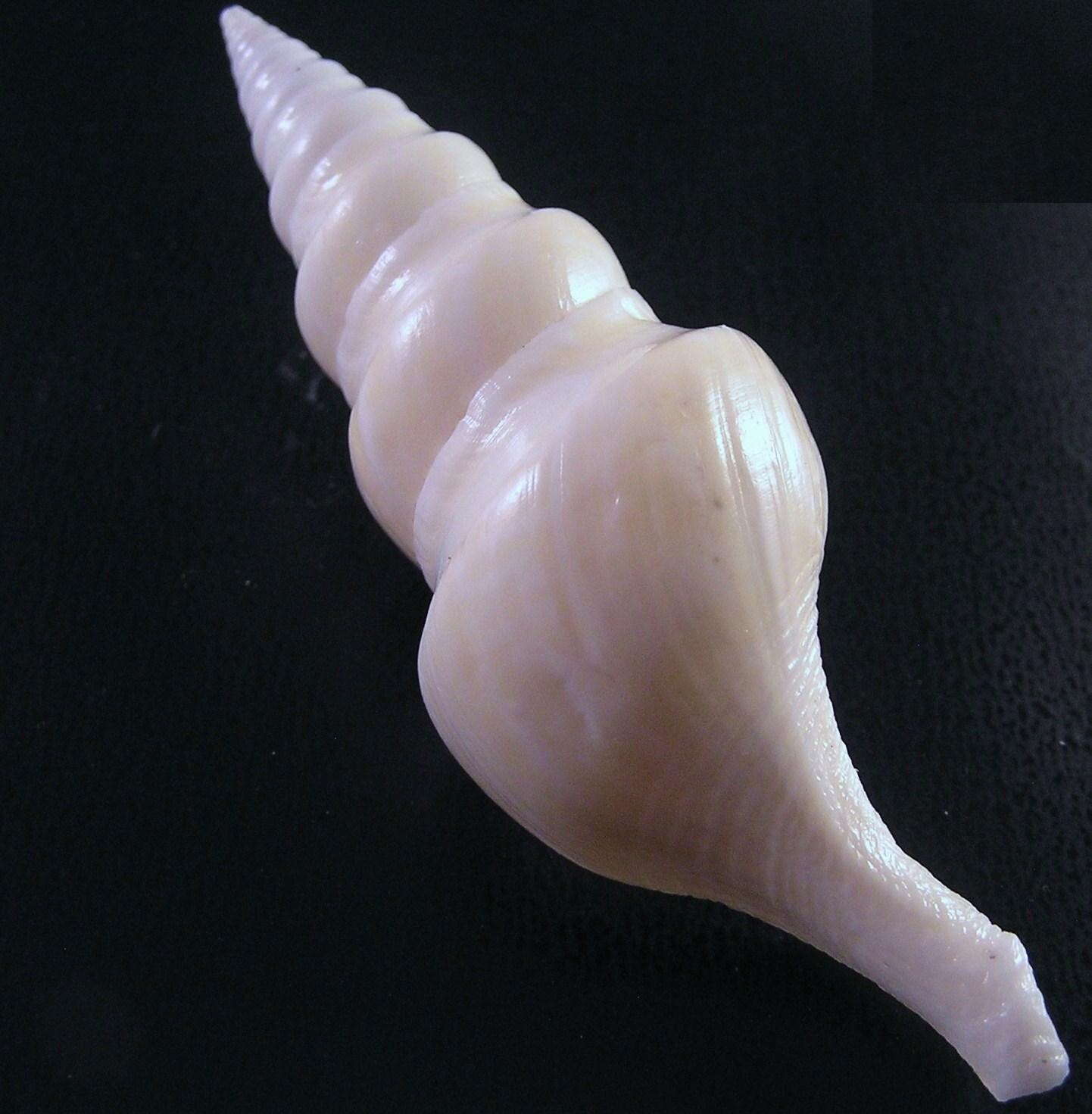 Image of Turricula tornata (Dillwyn 1817)