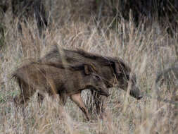 Imagem de Sus scrofa cristatus Wagner 1839